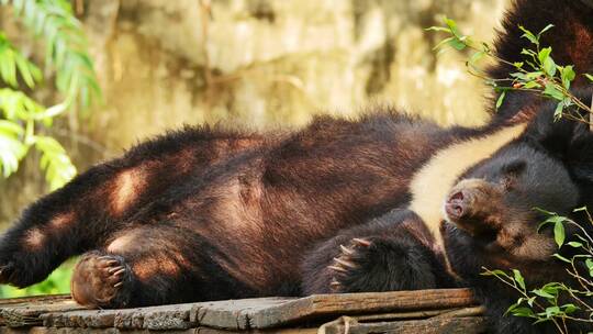 亚洲黑熊在地上放松。