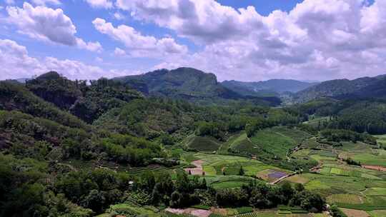 武夷山茶山茶园