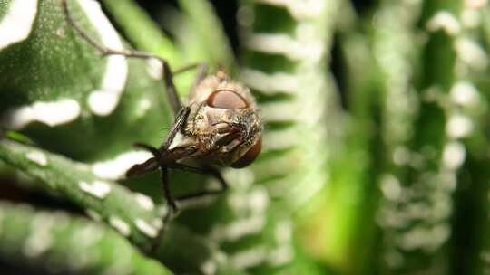 灰翅蝇昆虫坐在常绿多肉植物上