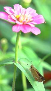 飞蛾和小花