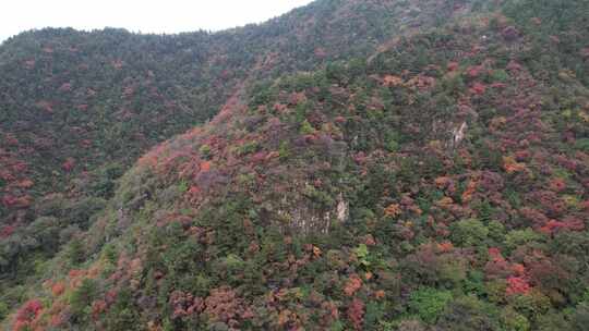 秋季山林红叶俯瞰