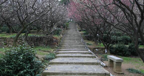 美丽梅花林梅花