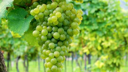 绿葡萄特写视频