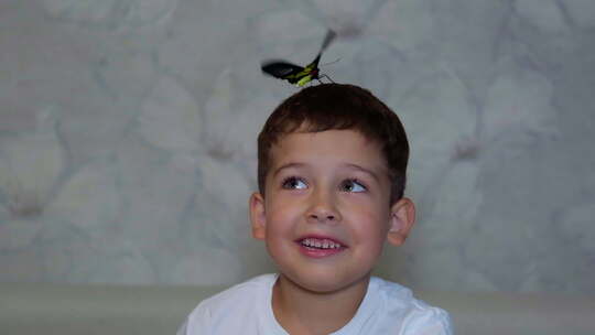 蝴蝶语者一个小男孩和一只精致蝴蝶的迷人时
