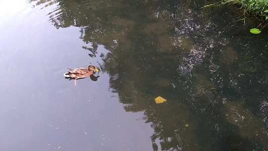 一只鸭子在浑浊的池塘上划水