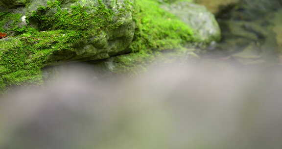 大自然 山野 小溪 苔藓 