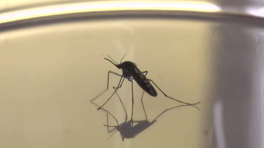蚊子在镜片上的特写