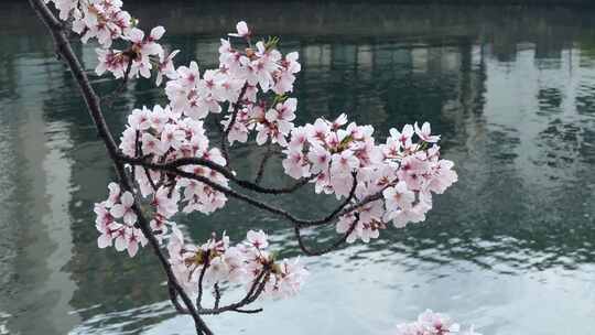 樱花盛开在湖边，意境