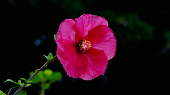 朱瑾花特写