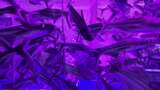 水族馆的鱼高清在线视频素材下载