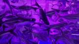 水族馆的鱼高清在线视频素材下载