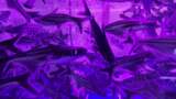 水族馆的鱼高清在线视频素材下载