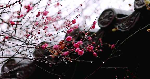 挂着雨滴的梅花