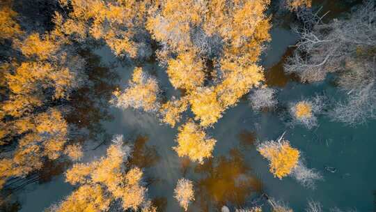 额济纳胡杨林小火车内蒙古风景秋天胡杨