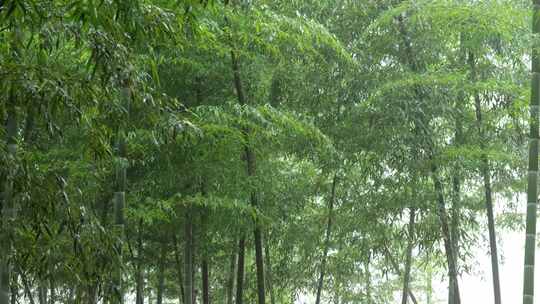 竹海竹叶沉浸式雨天滴水的竹林