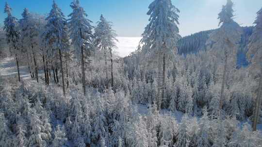 航拍雪后森林