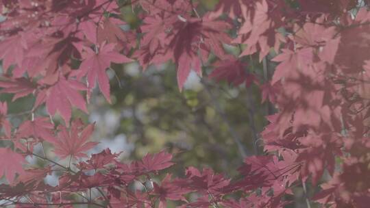 秋天枫叶红叶LOG视频素材