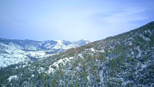 凇 雪松 冰雪运动 自然环境 冰雪融化