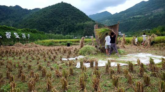 水稻稻田稻谷丰收稻穗粮食大米稻子