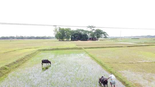 乡村中农民在水田中牵牛劳作的场景