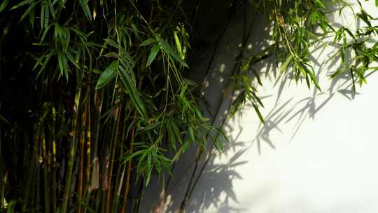 江南园林阳光下竹林竹子和白墙的光影空镜