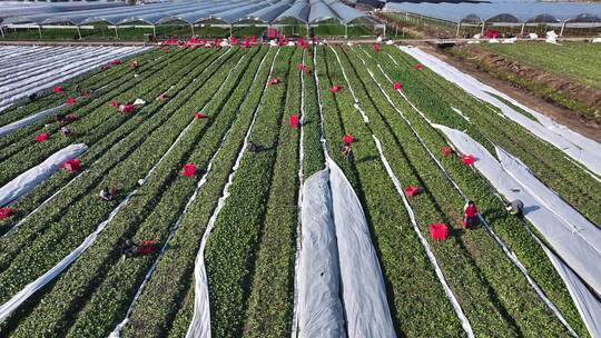 4k航拍蔬菜种植基地  蔬菜菜心采收