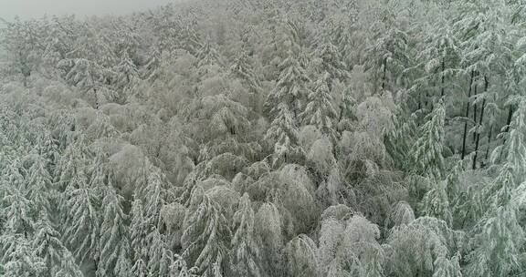 航拍森林冰雪