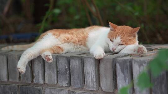 橘猫躺在窗台上休息