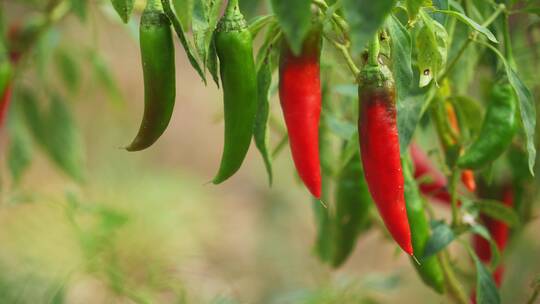 田地里的红辣椒青辣椒