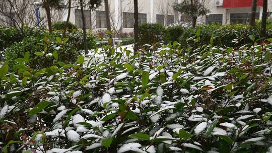 冬天初冬大雪纷飞，雪花飘落在植物上视频素材模板下载