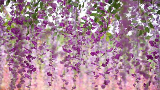走廊里的紫藤花