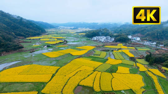 4K春雨中油菜花田航拍和特写