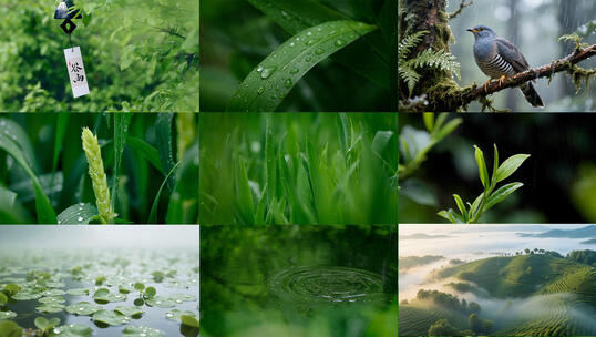【合集】谷雨雨水春雨雨天意境二十四节气高清在线视频素材下载