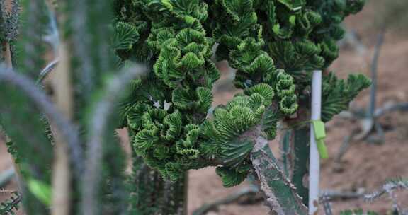 美丽的热带带刺沙生植物特写