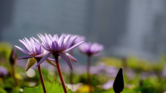 池塘里盛开的莲花