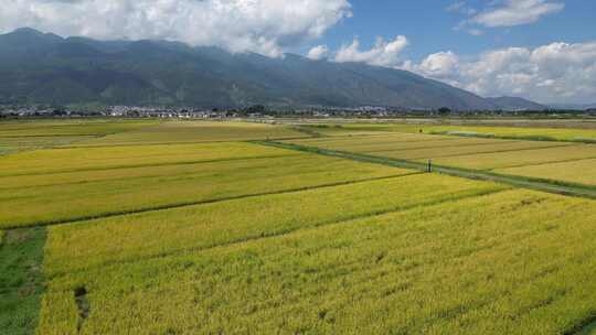 大理稻田航拍风光