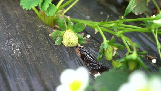 草莓花 草莓叶 草莓幼苗 草莓幼果 种植