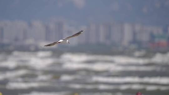 秦皇岛海鸥 海鸟