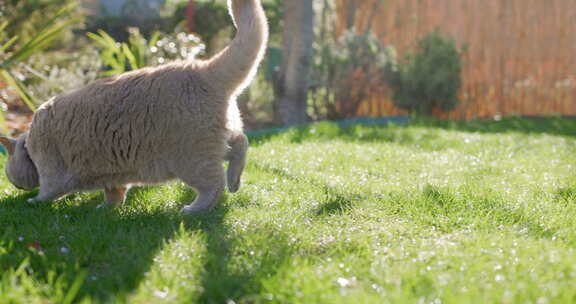 苏格兰猫特写在后院花园灰色毛茸茸的猫户外