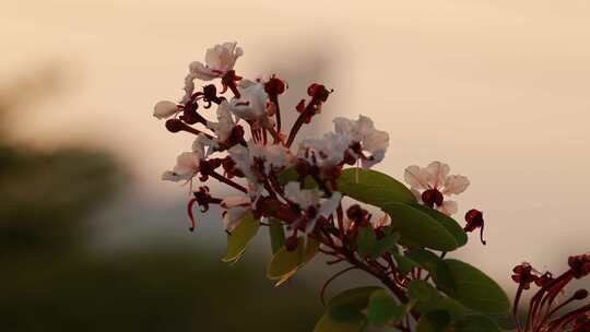 晨曦中的首冠藤