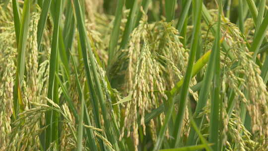 秋天农村粮食水稻穗大米成熟