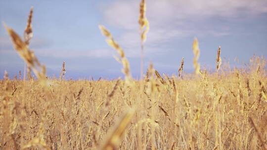金黄色麦田丰收小麦视频素材
