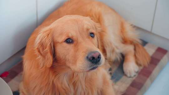 宠物狗 金毛寻 回犬 看家  