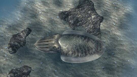 乌贼 墨斗鱼 乌贼伪装 海底世界 3D动画