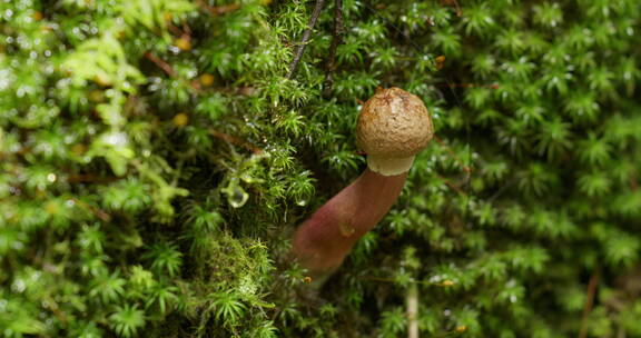 光影斑驳中的野蘑菇