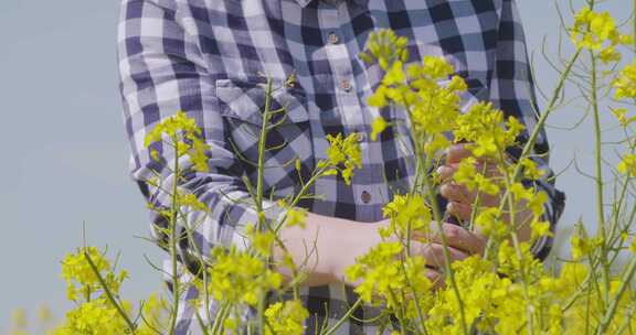 农民检查油菜籽开花植物