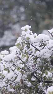 雪，冬天，树木，寒冷