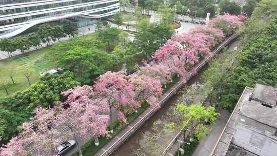 中国广东省广州市荔湾区坦尾美丽异木棉