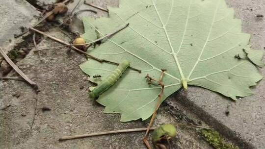 地上爬行的虫子特写