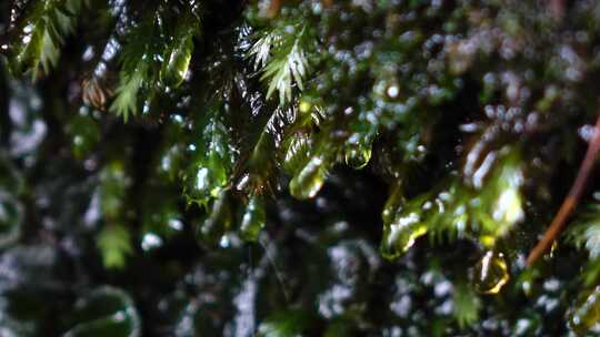 雨水水流顺着苔藓植物叶片流下